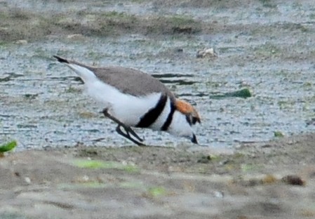 Two-banded Plover - ML34605861