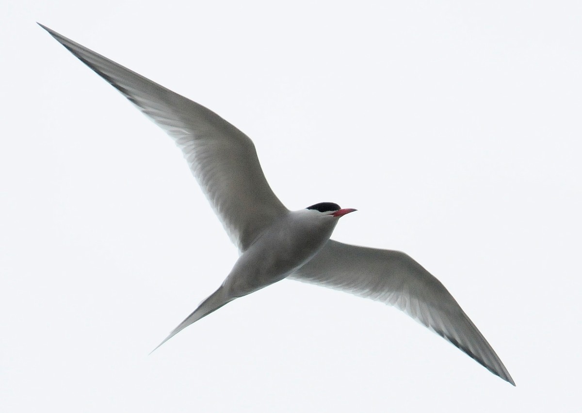 South American Tern - ML34605991