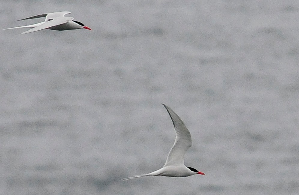 South American Tern - ML34606071