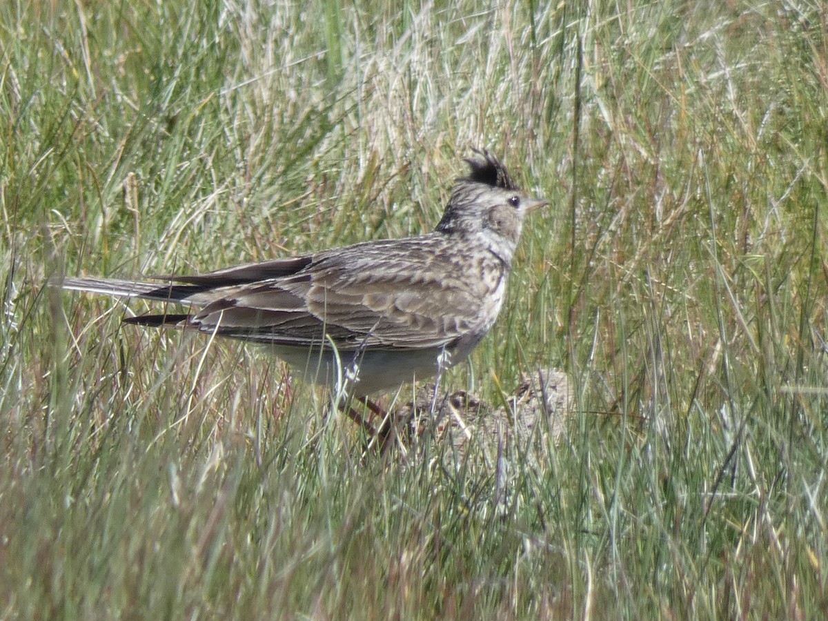 Eurasian Skylark - ML346061171