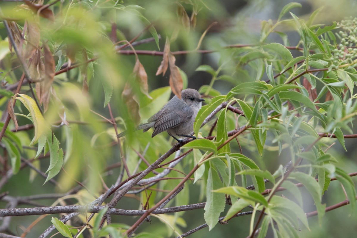 Bushtit - ML346062701