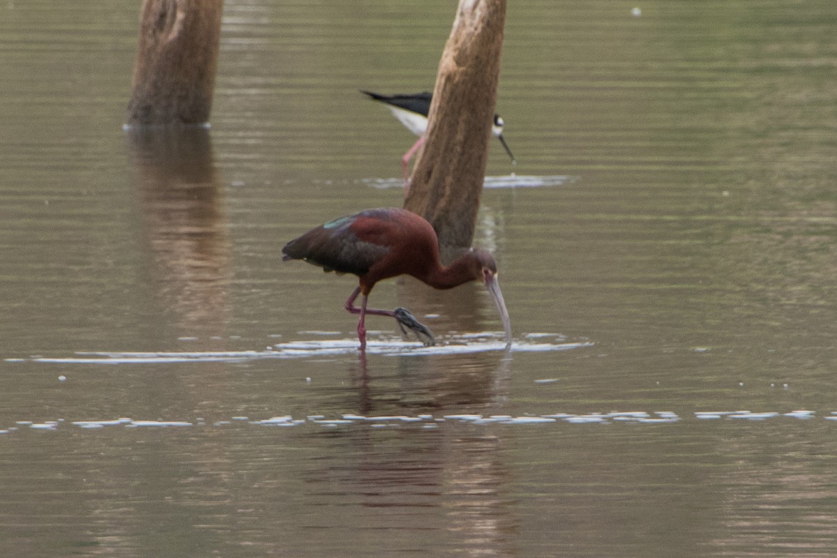 Ibis à face blanche - ML346062861