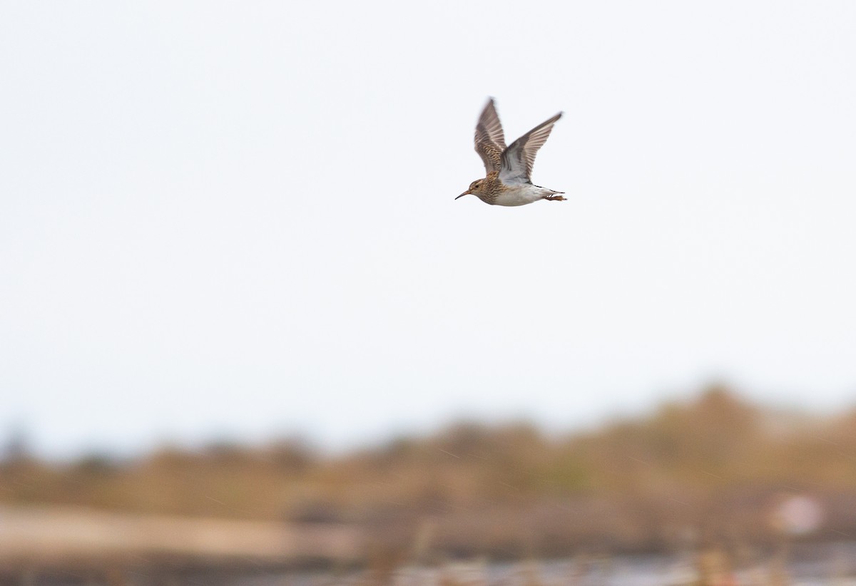 Pectoral Sandpiper - ML346063091