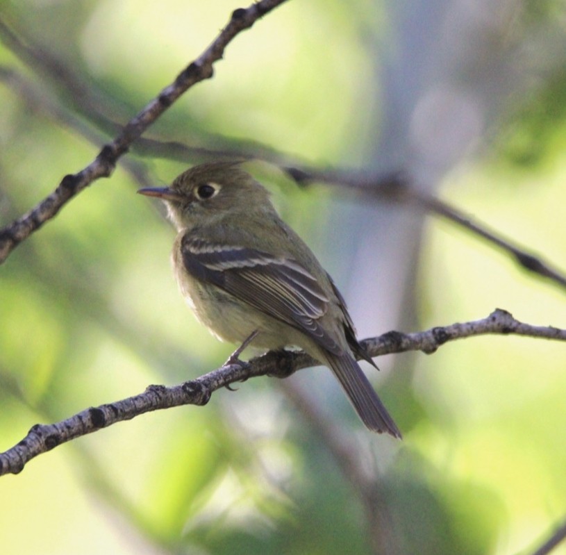 Western Flycatcher (Cordilleran) - ML346067161