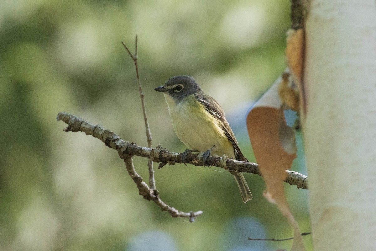 Blue-headed Vireo - ML346067371