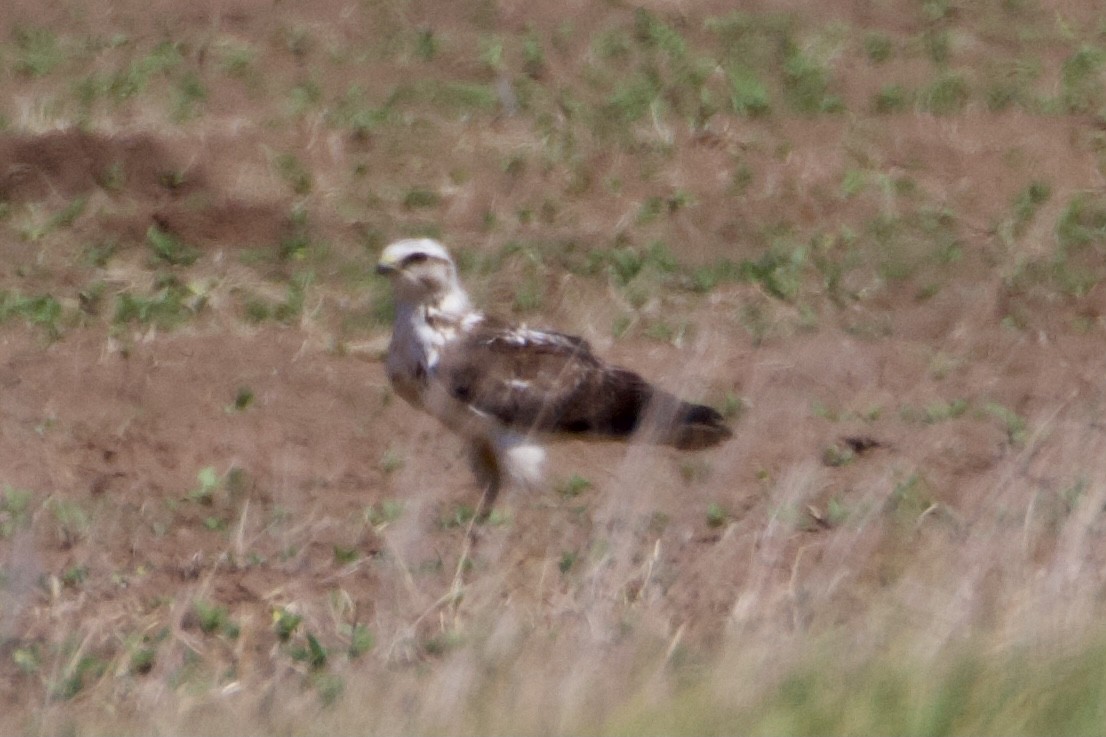 Swainson's Hawk - ML346069111