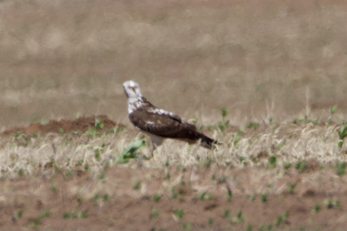 Swainson's Hawk - ML346069121