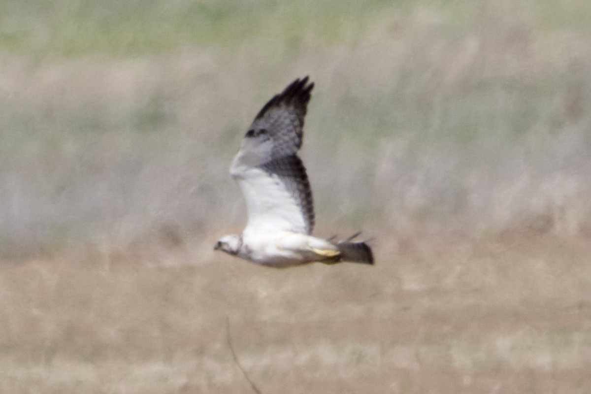 Swainson's Hawk - ML346069131