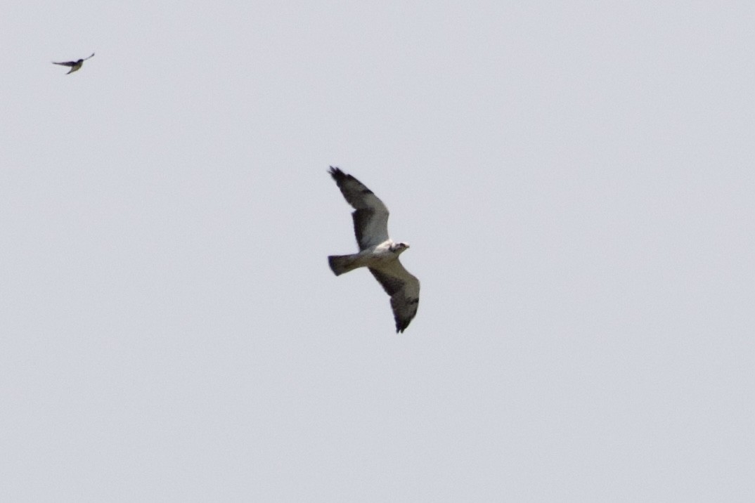 Swainson's Hawk - ML346069141