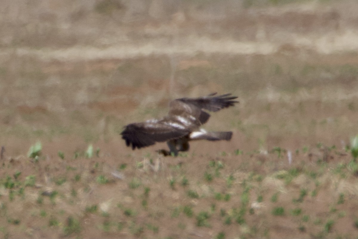 Swainson's Hawk - ML346069151