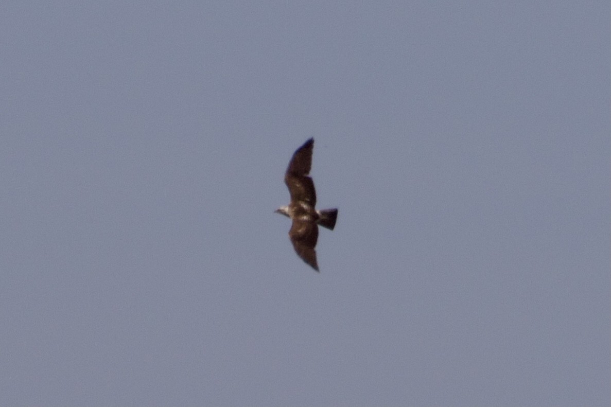 Swainson's Hawk - ML346069161