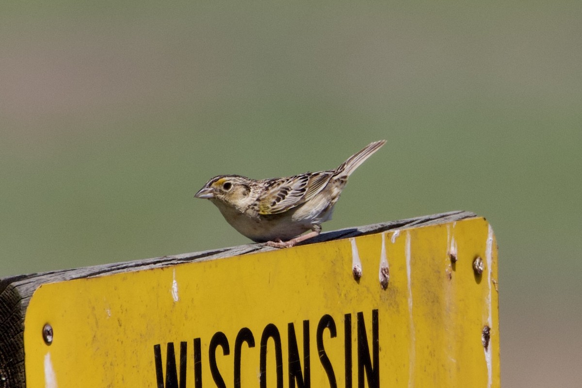 Grasshopper Sparrow - ML346069241