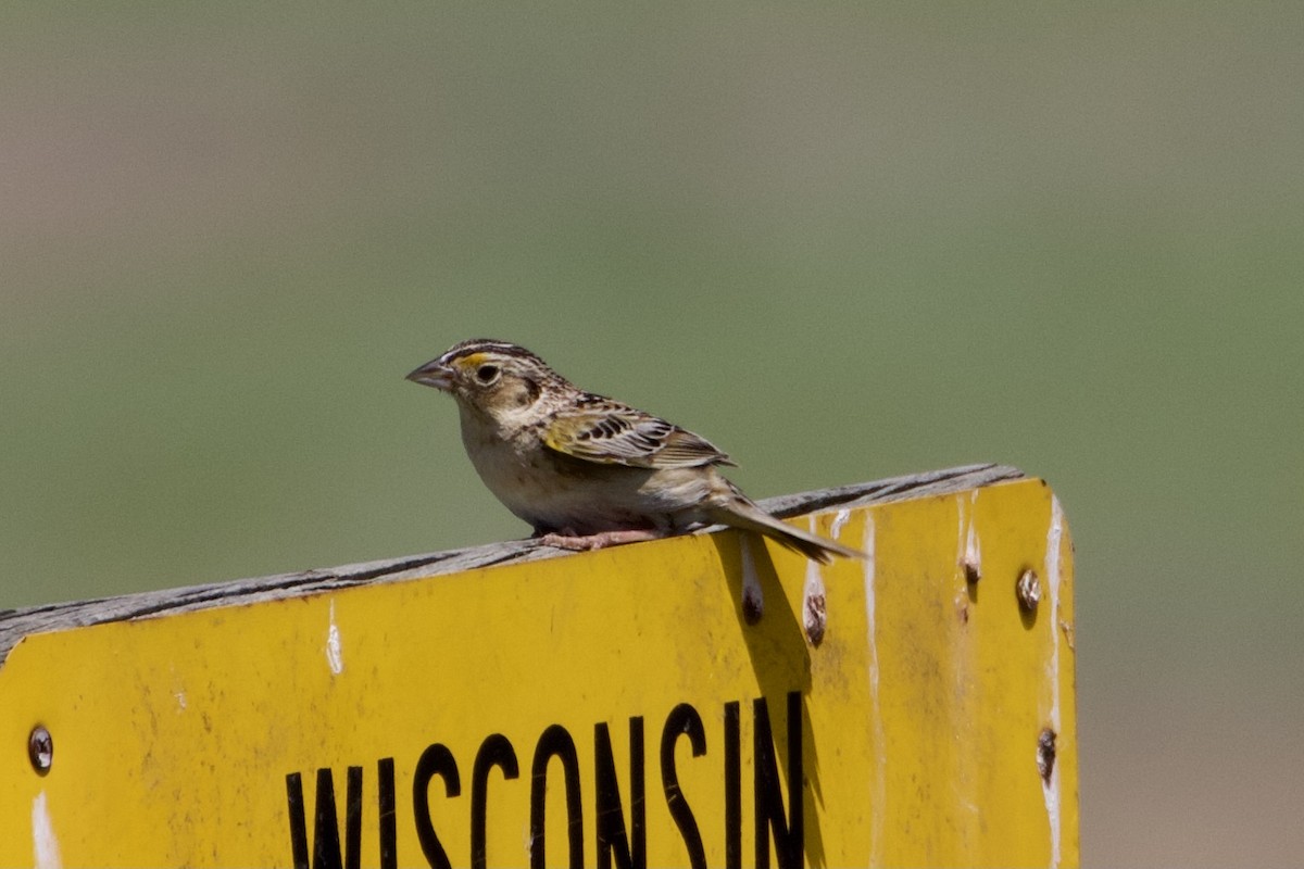 Grasshopper Sparrow - ML346069251