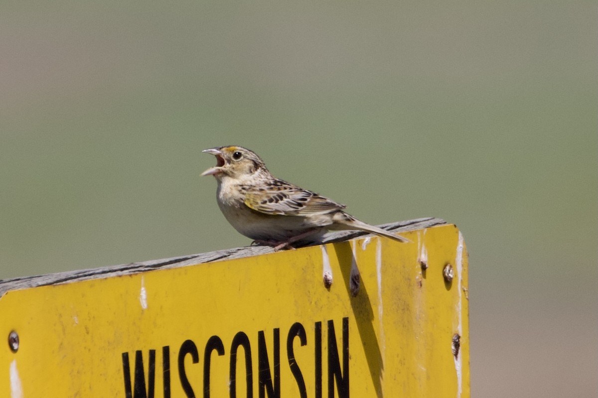 Grasshopper Sparrow - ML346069261