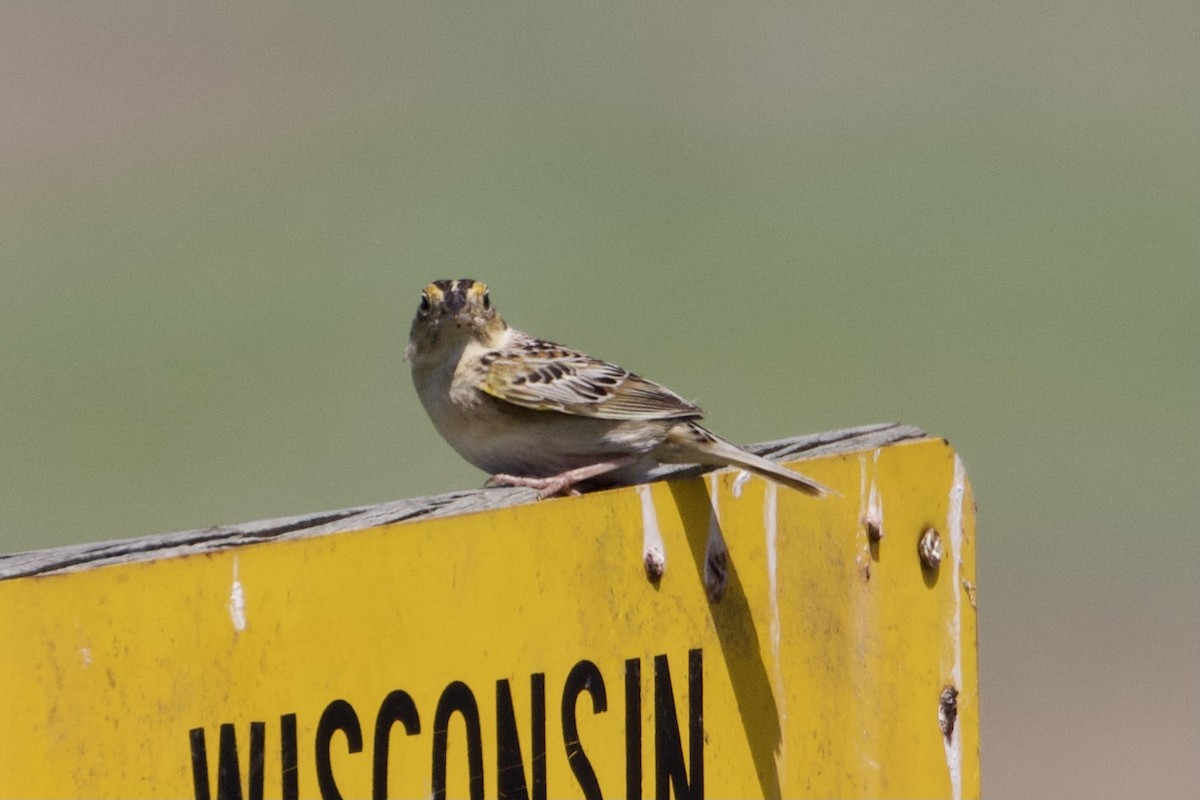 Grasshopper Sparrow - ML346069271