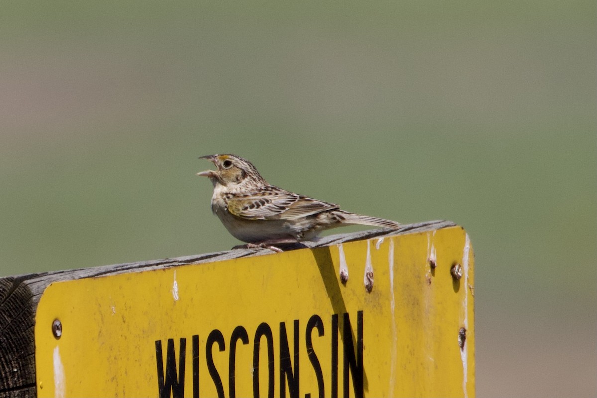 Grasshopper Sparrow - ML346069281