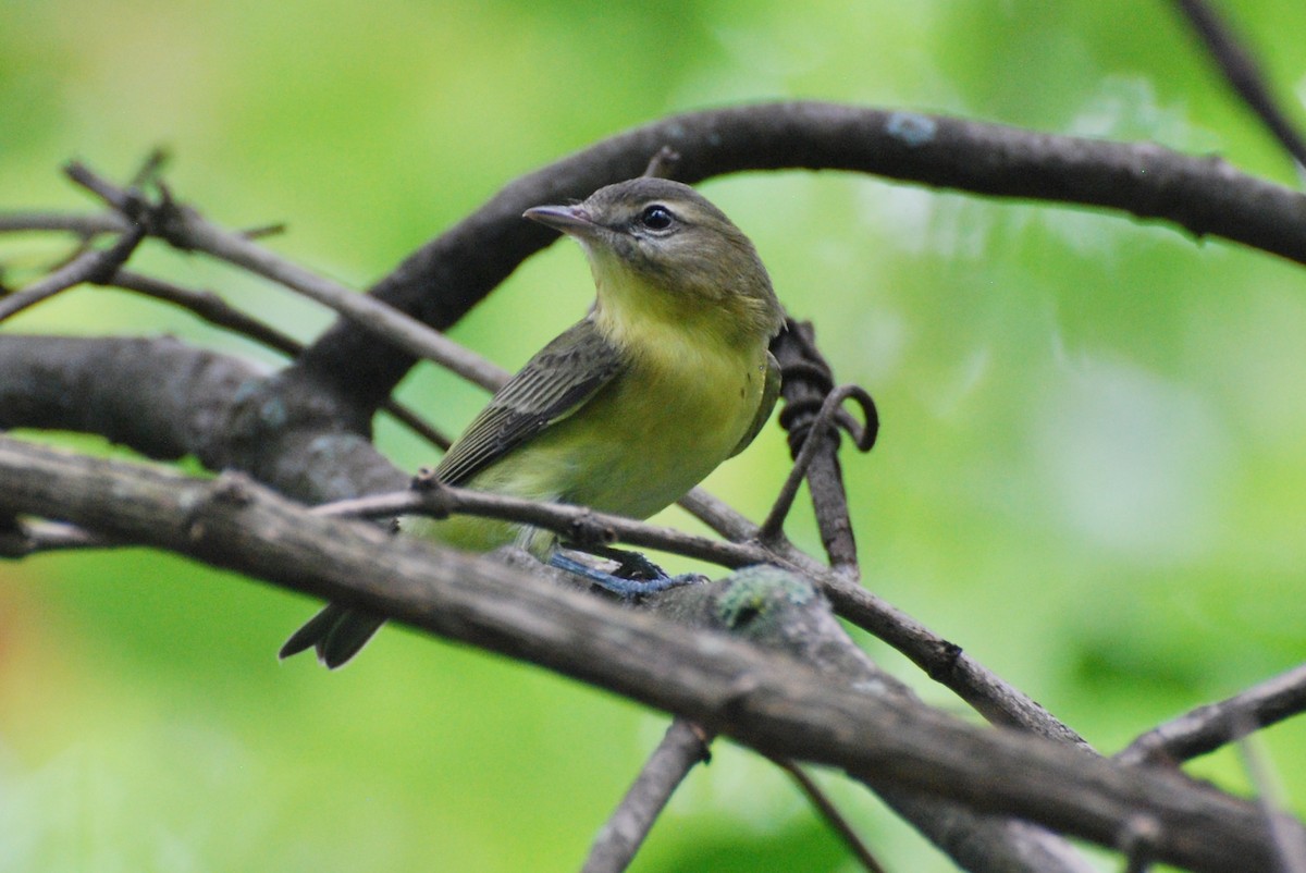 Philadelphia Vireo - Brian Hicks