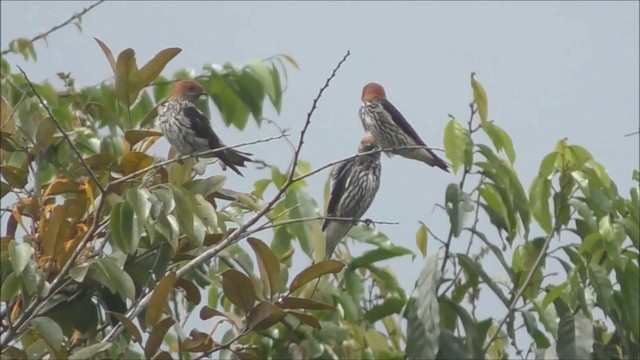 Lesser Striped Swallow - ML346074091