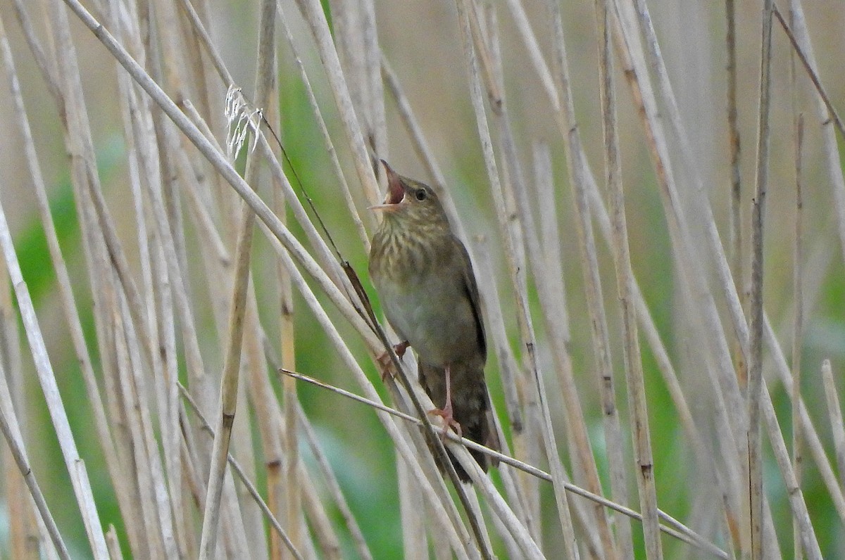 eBird Checklist - 7 Jun 2021 - Ham Wall RSPB Reserve - 35 species