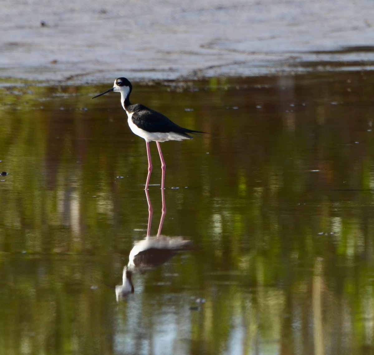 Black-necked Stilt - ML346078911