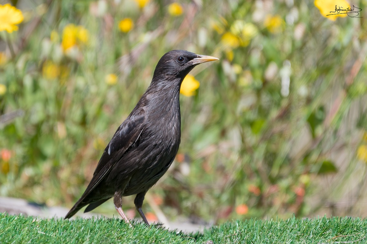 Spotless Starling - ML346080161