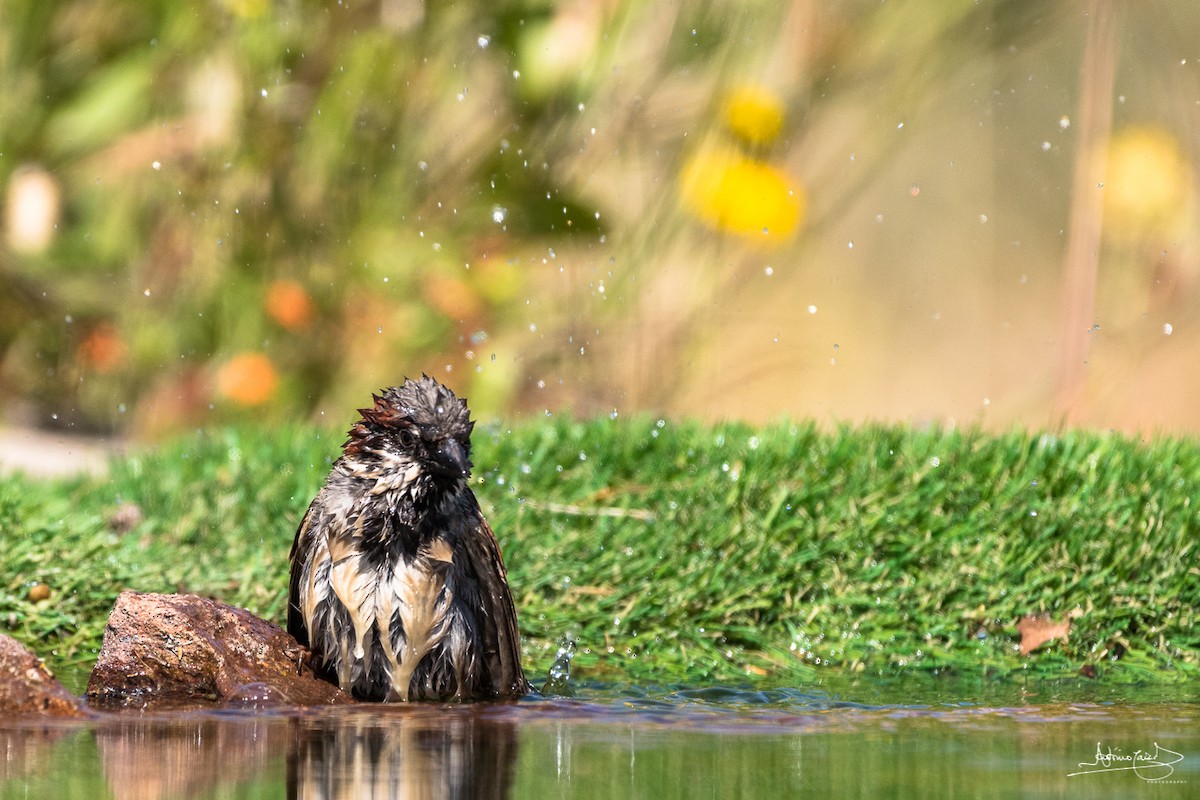 House Sparrow - António Caiado