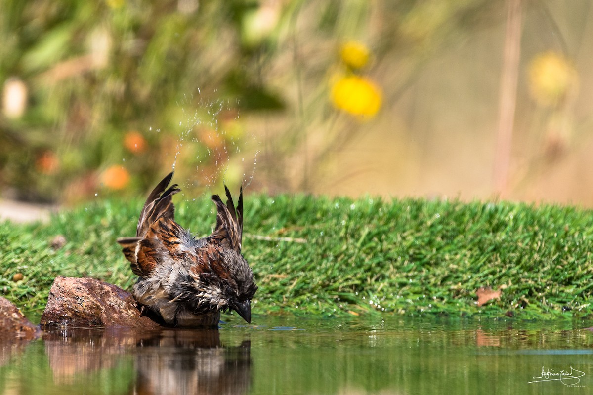 House Sparrow - ML346080571