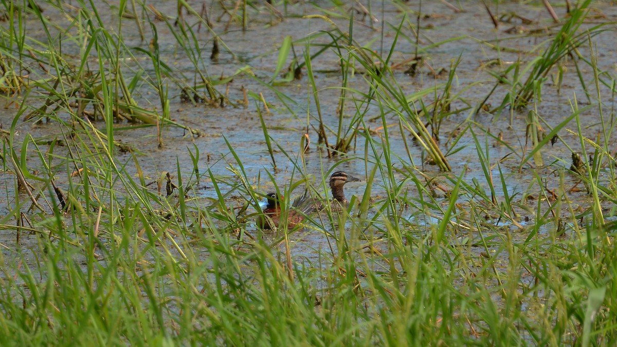 Masked Duck - ML346081751