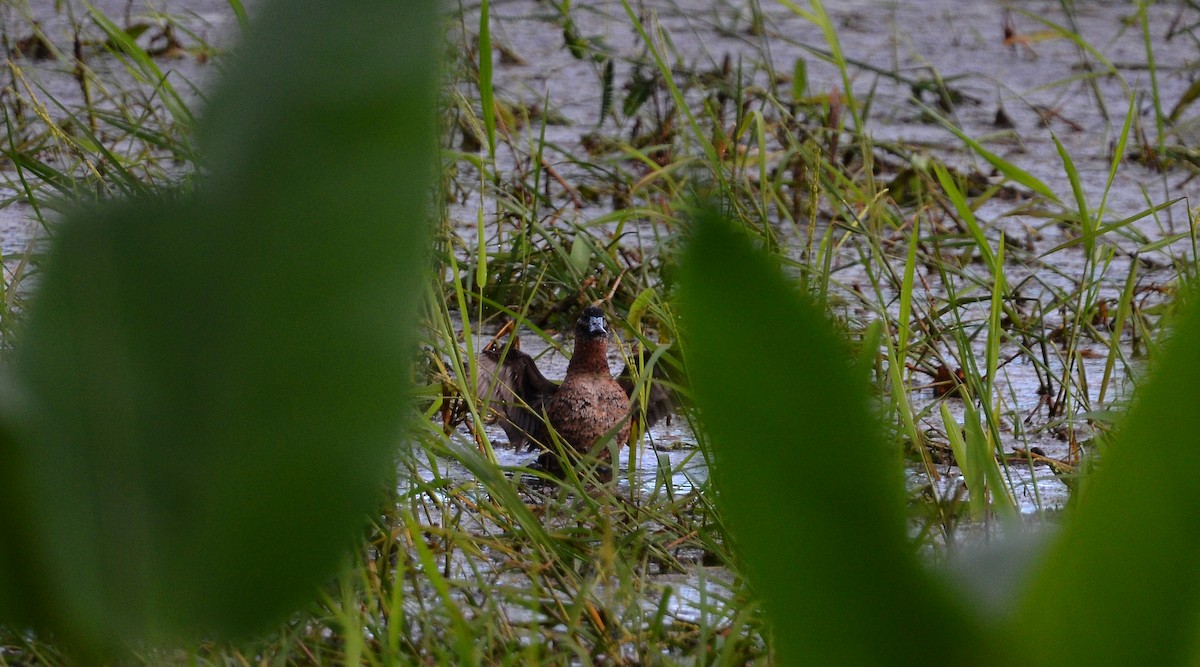 Masked Duck - ML346081771