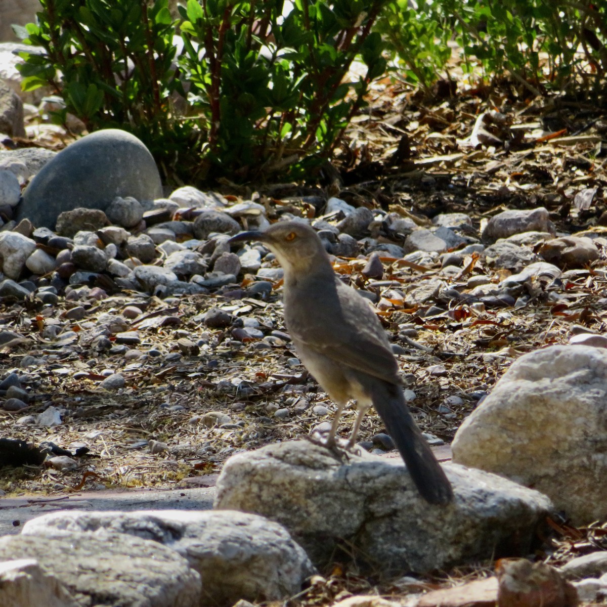 Curve-billed Thrasher - Anita Toney