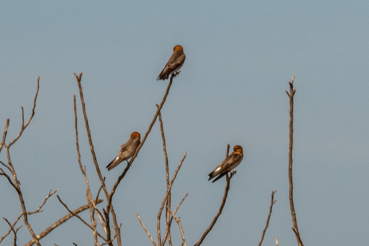 Tawny-headed Swallow - Vitor Rolf Laubé