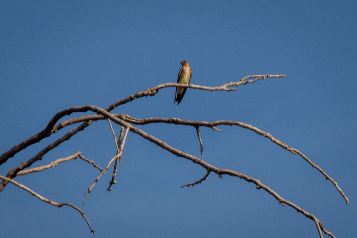 Southern Rough-winged Swallow - ML346082571