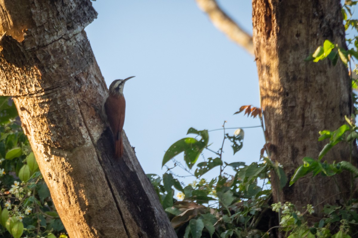 Narrow-billed Woodcreeper - ML346082661