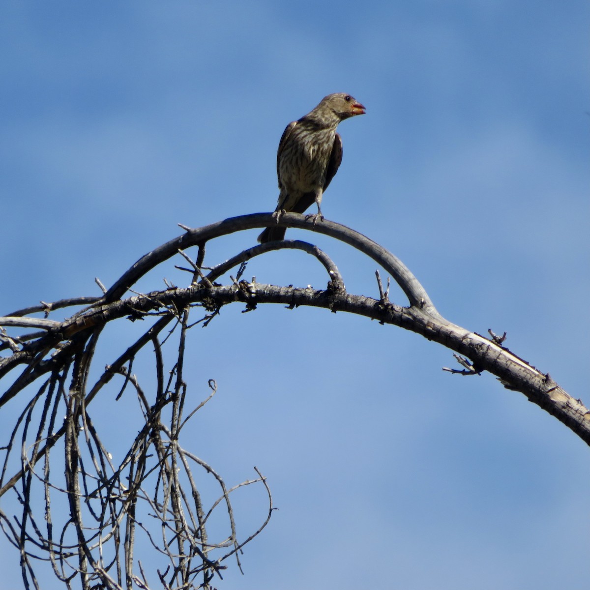 House Finch - ML346082671