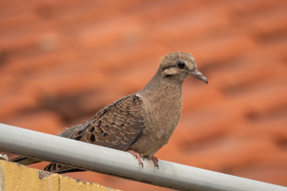 Eared Dove - ML346082741