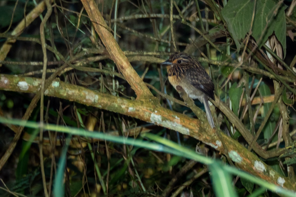 Crescent-chested Puffbird - ML346082821