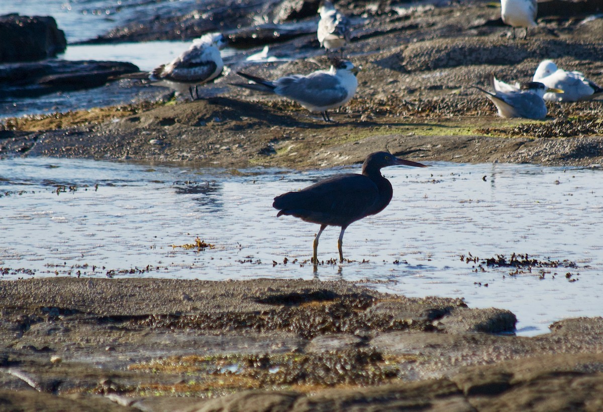 Pacific Reef-Heron - Murray DELAHOY