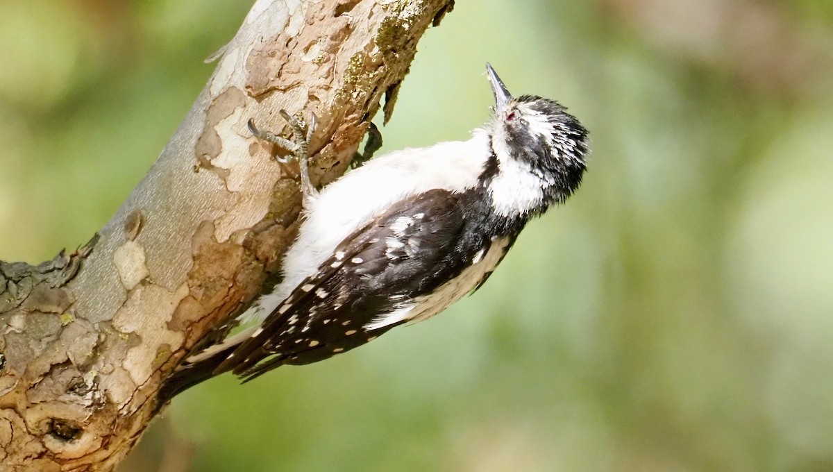 Downy Woodpecker - Michael Stevens