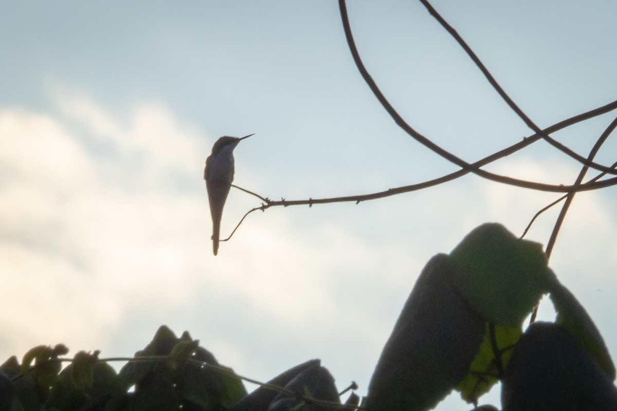 kolibřík černouchý - ML346083331