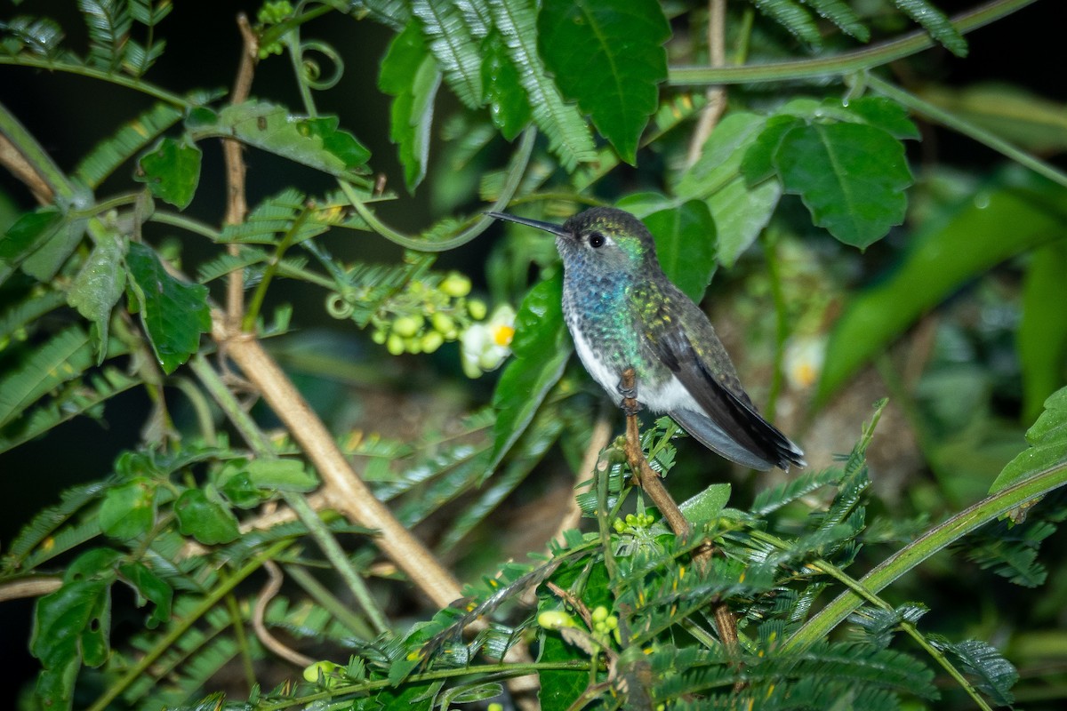 kolibřík pestrý - ML346083371