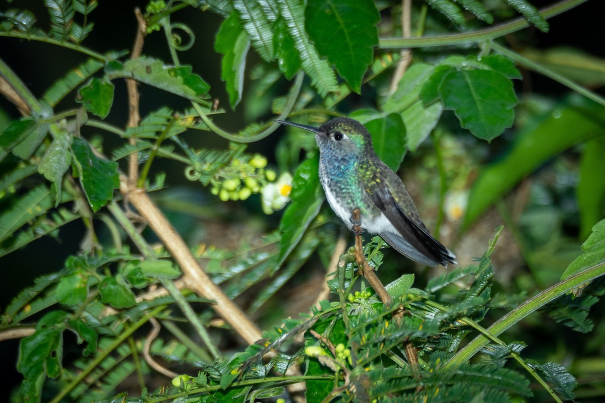 Amazilia Versicolor - ML346083371