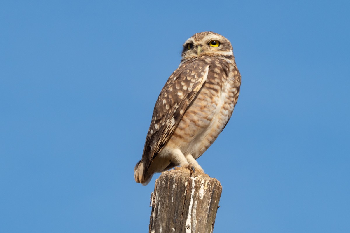 Burrowing Owl - Vitor Rolf Laubé