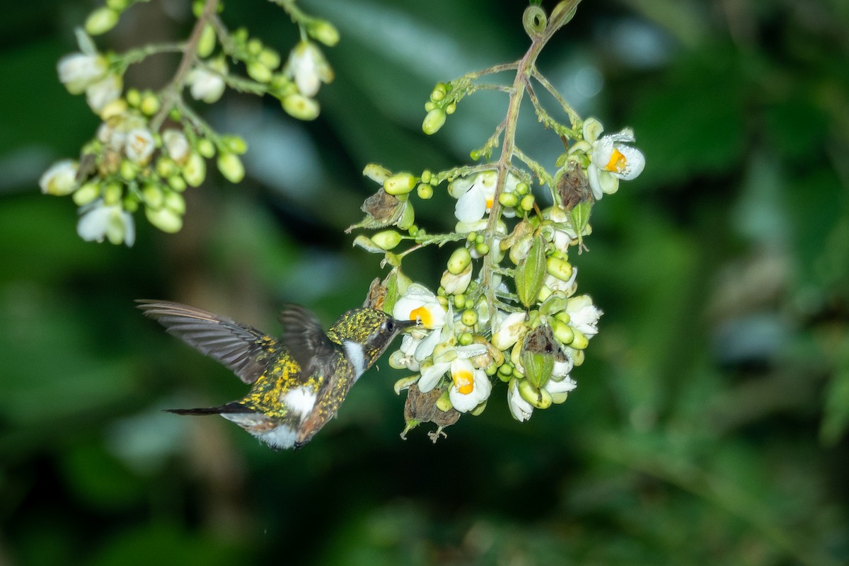 Colibrí Amatista - ML346083981