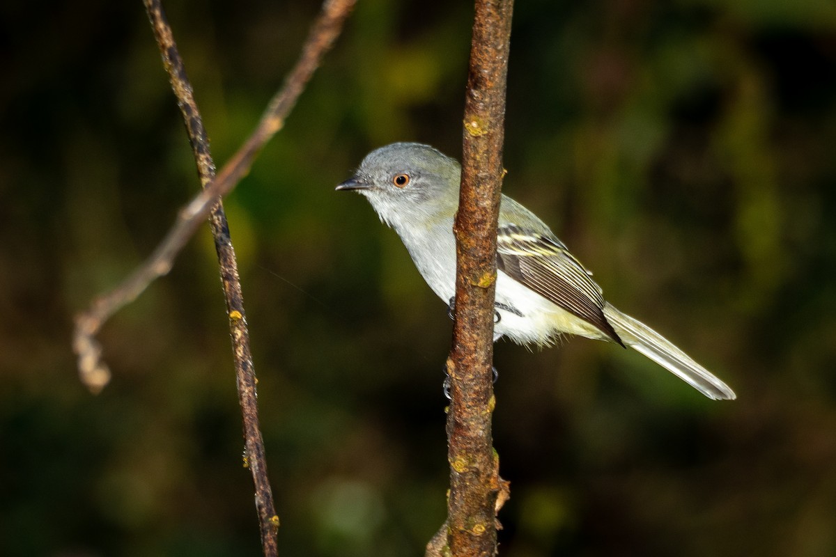 Gray-headed Elaenia - ML346085491