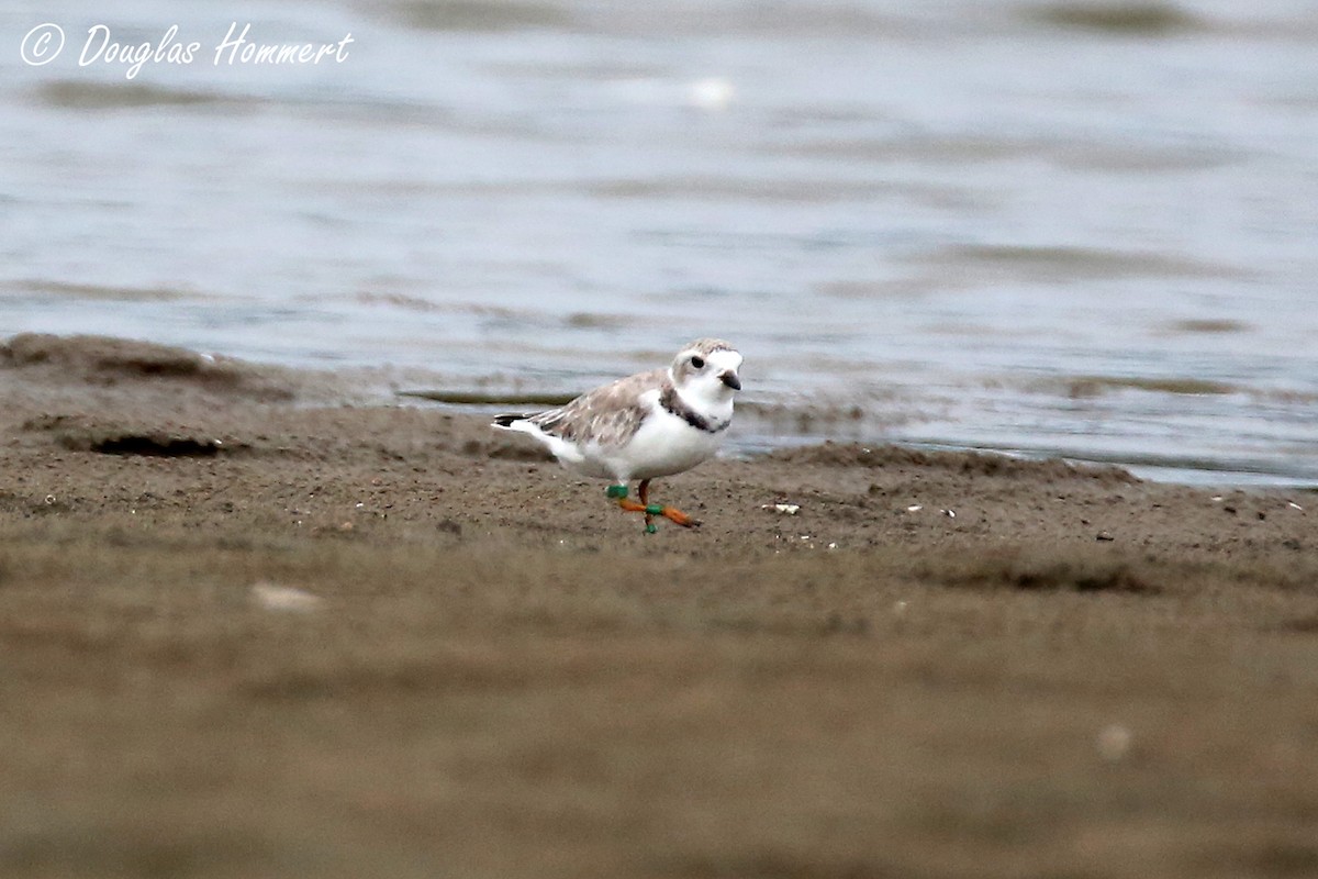 Piping Plover - Doug Hommert