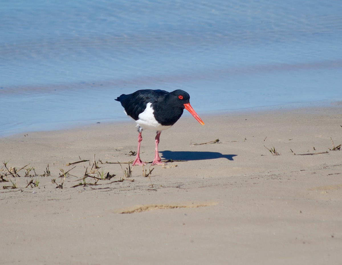 Pied Oystercatcher - Murray DELAHOY