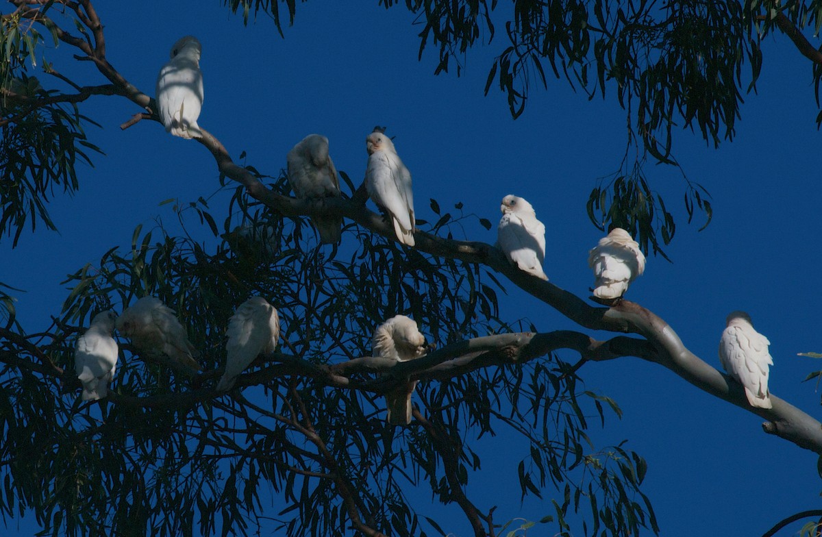 Little Corella - Murray DELAHOY