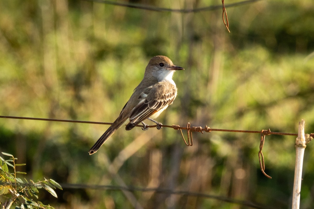 Brown-crested Flycatcher - ML346086301