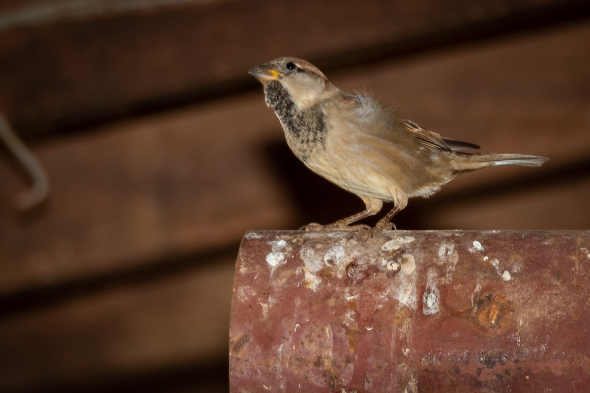 House Sparrow - ML346086421