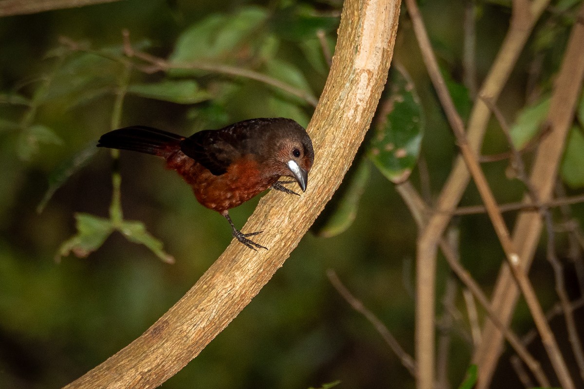 Silver-beaked Tanager - Vitor Rolf Laubé